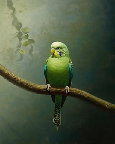 Budgie on a branch  - Art Print