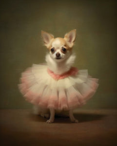 Tan Chihuahua in Tutu - Art Print